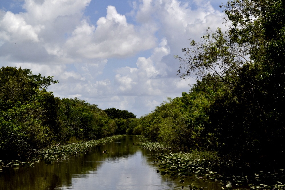 "Everglades Park" de Fernanda Ferrari (fer)