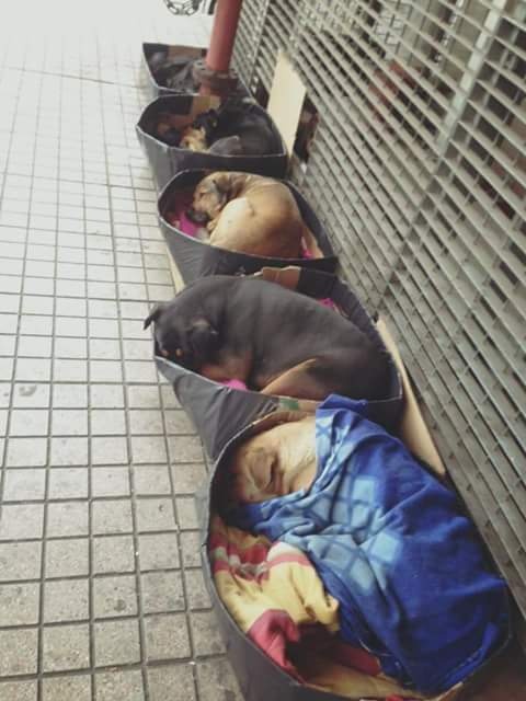 "Perros de la calle" de Roberto Cceres