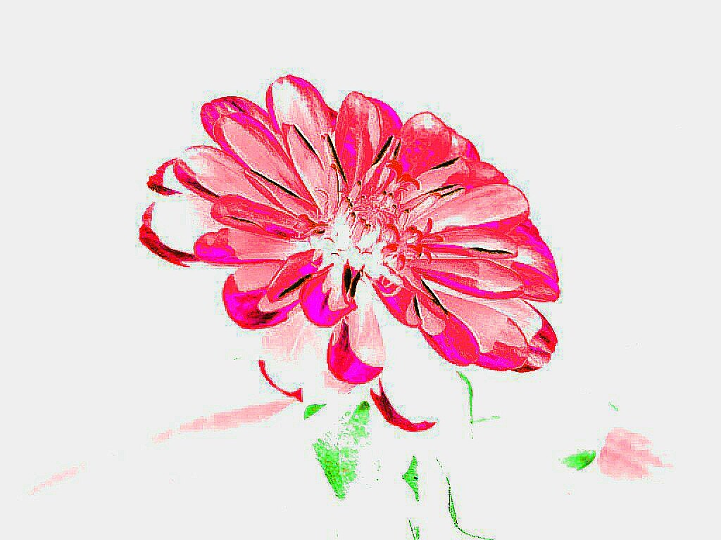 "Slo una flor." de Laura Delker