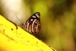 Mariposa bho