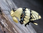 Mariposa alas de golondrina.