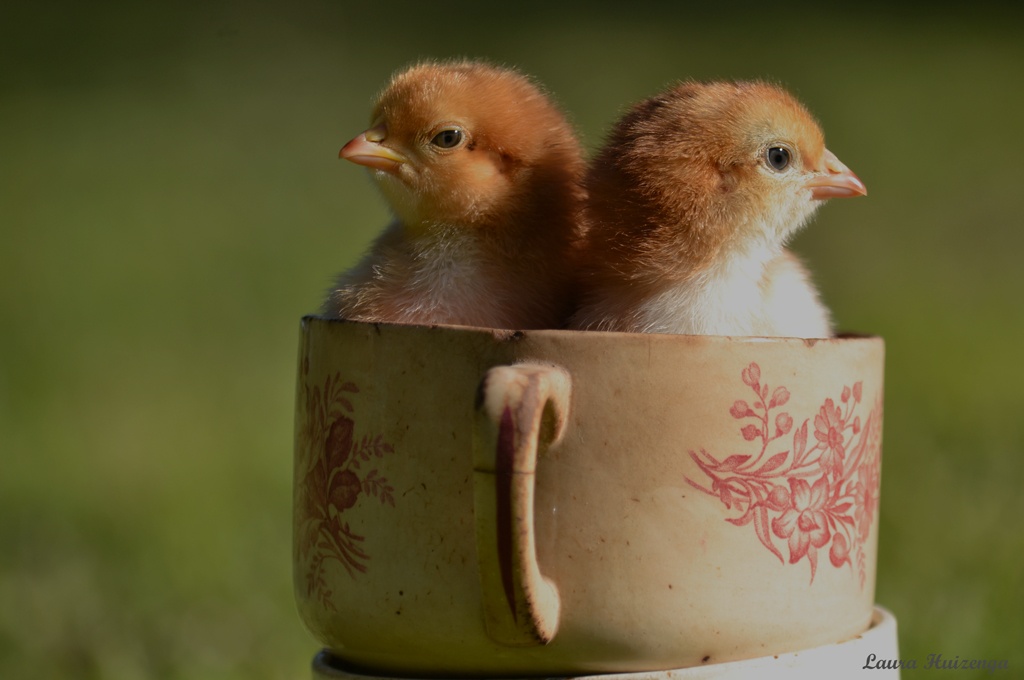 "Quin gusta una taza de pollos?" de Laura Noem Huizenga
