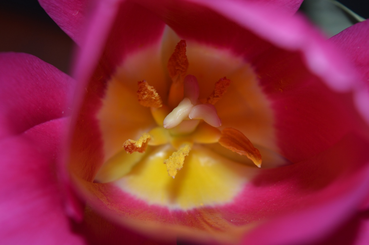 "tulipan" de Kruljac Pablo Sebastian