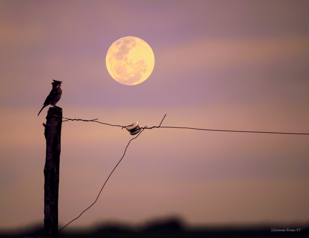 "Serenata a la Luna" de Silvana Rosa Varga Toth
