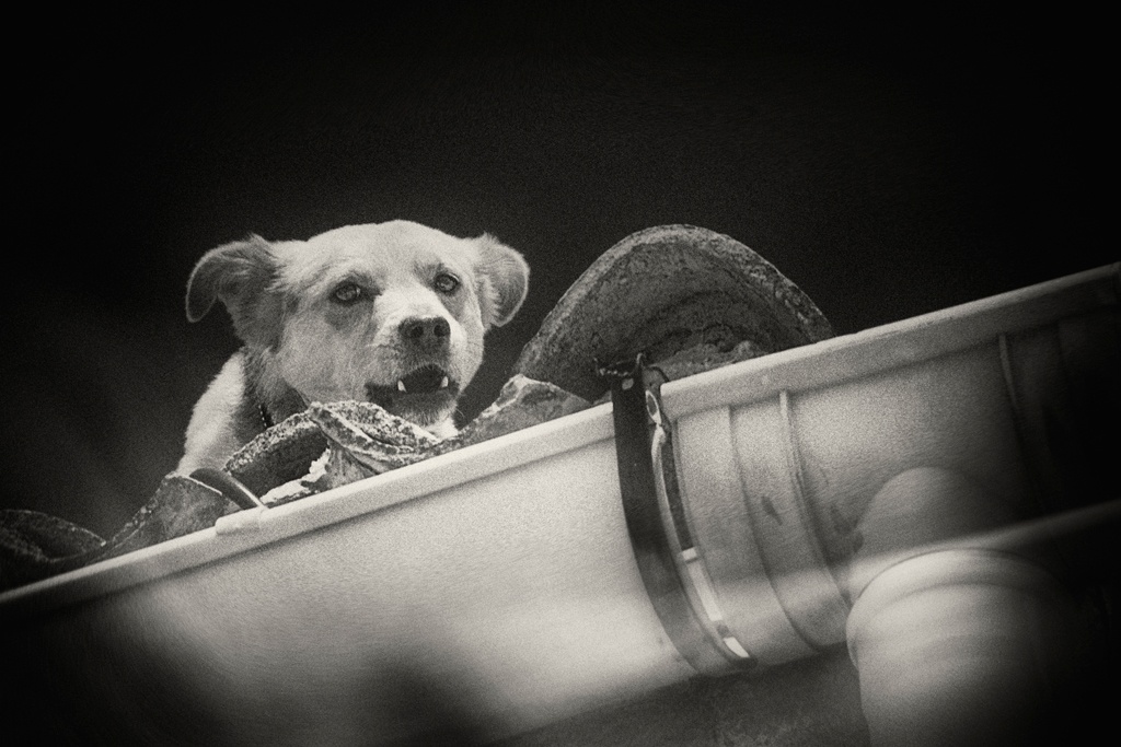 "Perro en el tejado" de Francisco Jos Cerd Ortiz