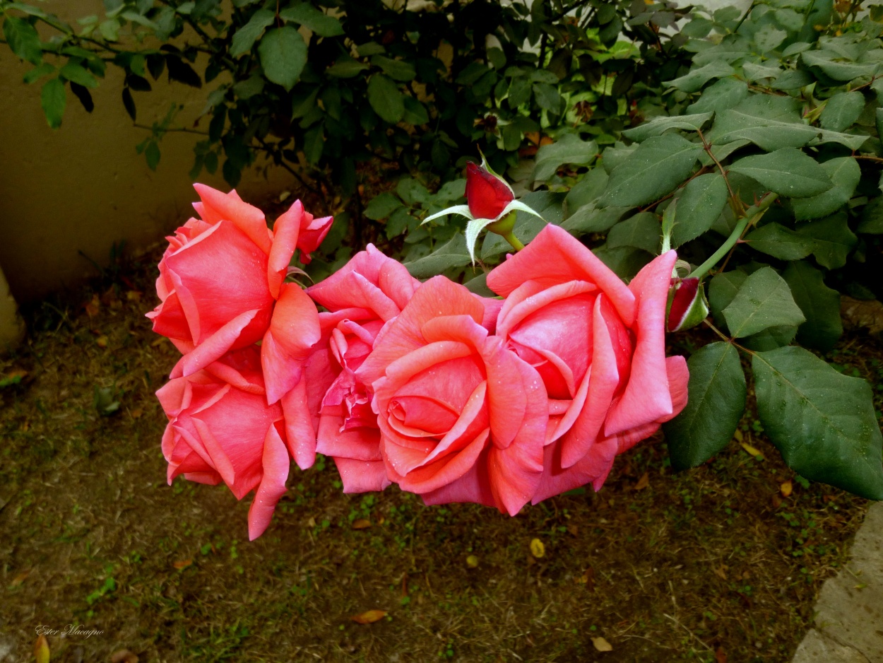 "Ramillete de rosas" de Ester Francisca Macagno