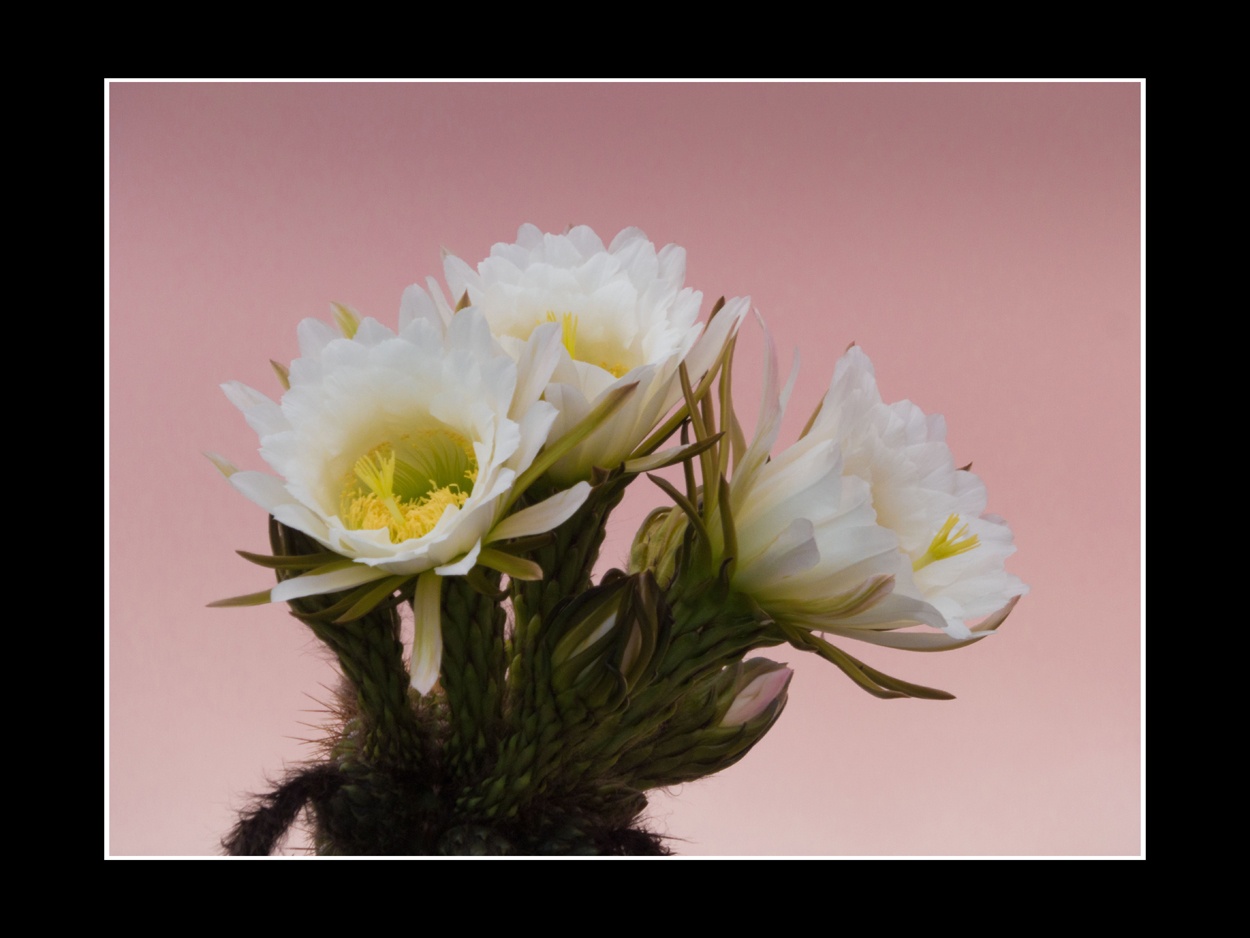 "Flor de cactus" de Gustavo Bortolas