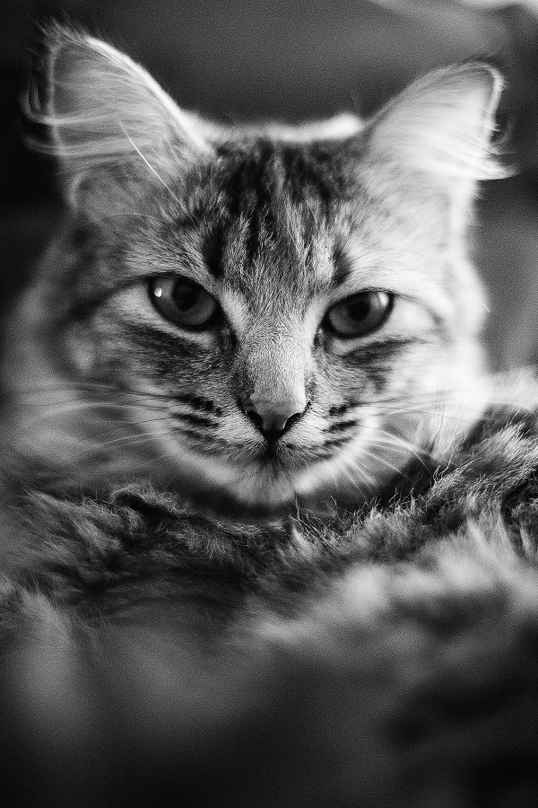 "retrato gata" de Sebastian Maldonado