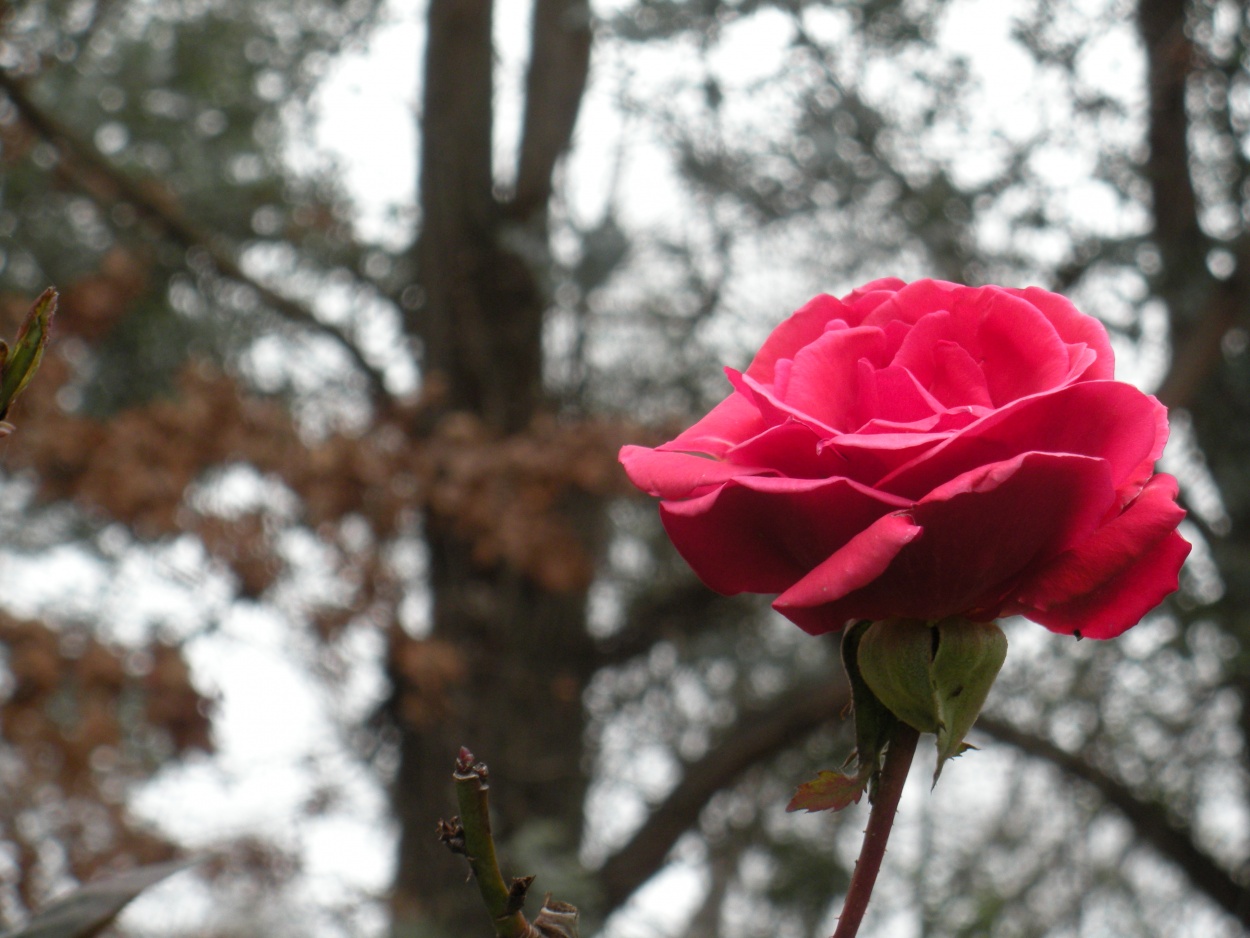"`Rosa rosa`" de Roxana Meli