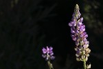Flora patagnica