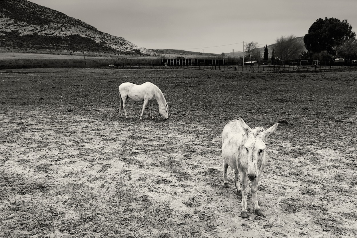 "Burro y caballo" de Francisco Jos Cerd Ortiz