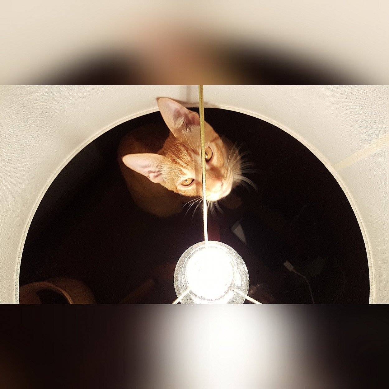 "Cat Lamp" de Analia Coccolo