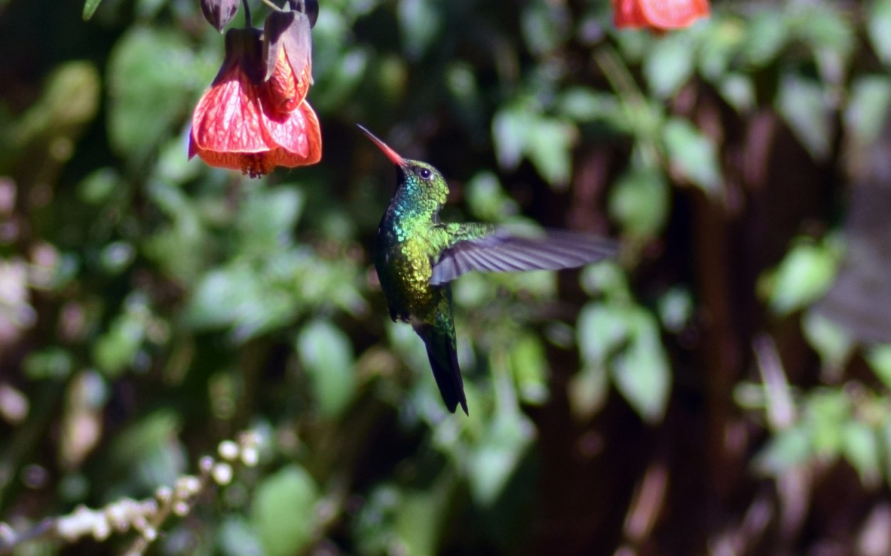 "colibri" de Cesar Barruque