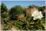 La Alhambra en flor