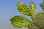 Cactus nuevos