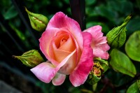 Rosa rosa...