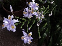 Iris japnica