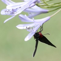 Mariposa libando de una flor de agapanto