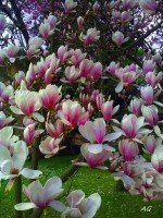 Magnolia suolangeana