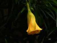 Thevetia peruviana y su flor