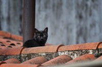 El gato en el tejado de la chimenea caliente