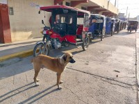 El perro y las moto-taxis