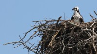 Osprey en su nido.