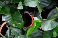 mariposas bicolor