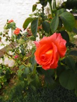`Mi rosa naranja`