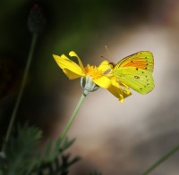 Mariposa en margarita