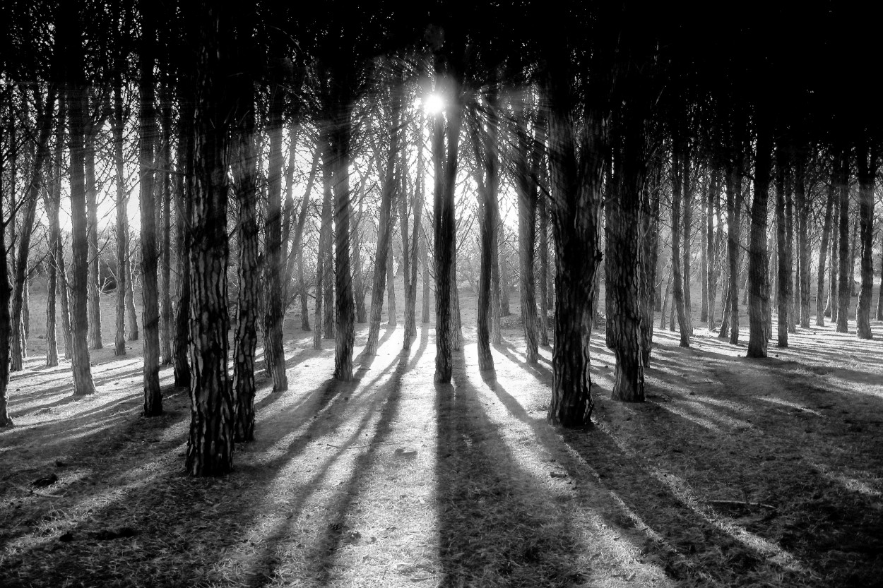 "Rayos de sol en el bosque" de Juan Carlos Barilari