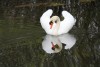 Un cisne - confundido por su imagen invertida?
