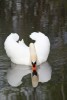 Un cisne - confundido por su imagen invertida?