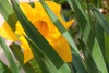 Flores de primavera - Mayo 2011