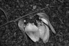 firmiana : es el nombre de la flor desconocida