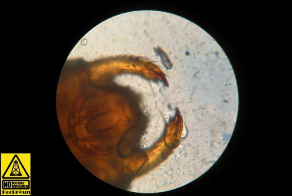 Foto 2/Paveando con el microscopio