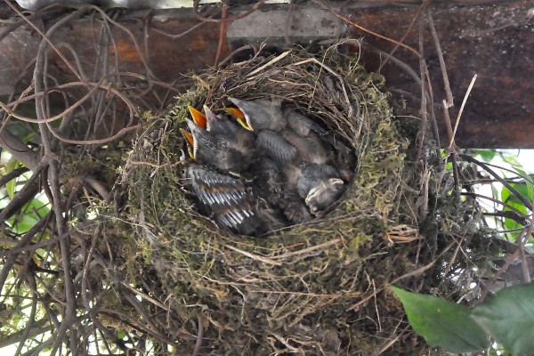 Foto 1/Pajaros en el nido