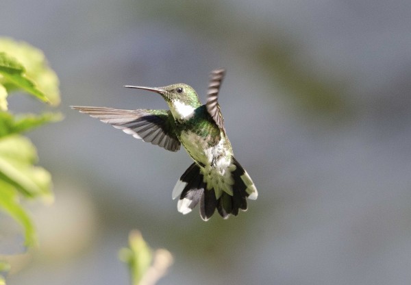 Foto 1/el vuelo del colibri