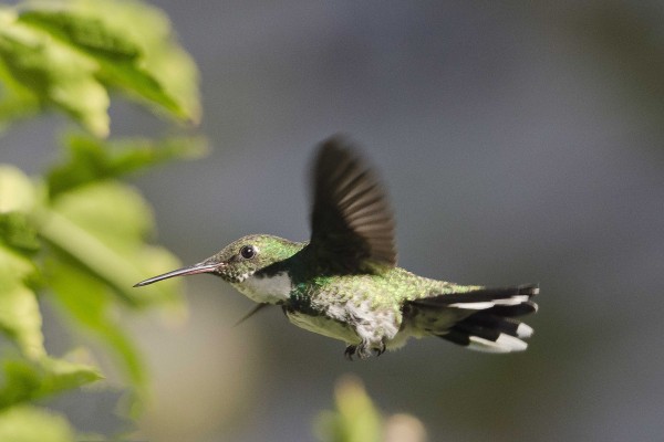 Foto 3/el vuelo del colibri