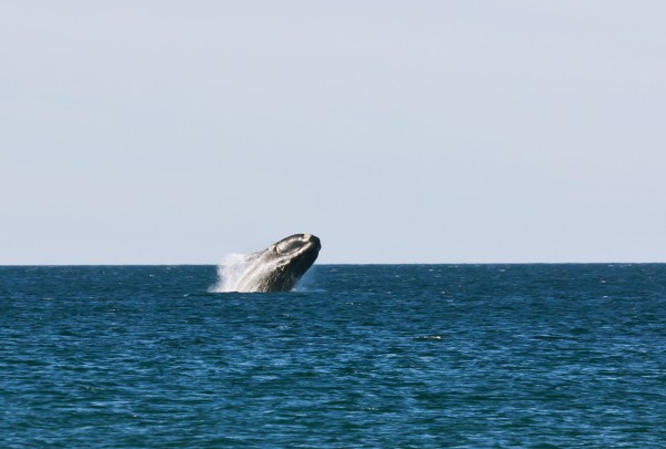 Foto 1/El show de las ballenas en El Doradillo