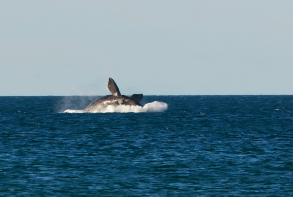 Foto 2/El show de las ballenas en El Doradillo