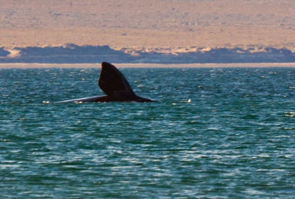 Foto 3/El show de las ballenas en El Doradillo