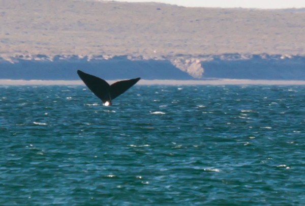 Foto 4/El show de las ballenas en El Doradillo