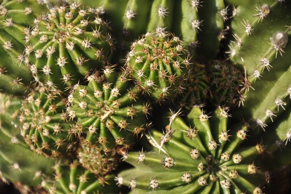 Foto 1/cactus