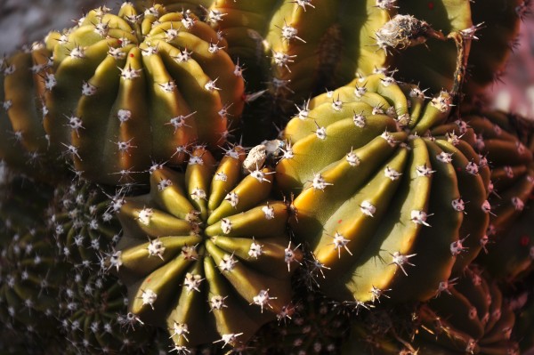 Foto 3/cactus