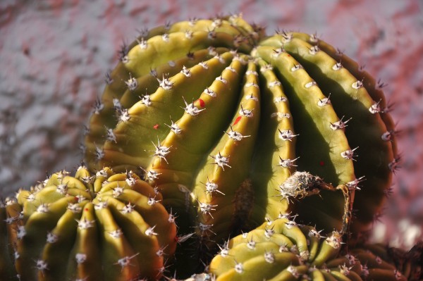 Foto 4/cactus