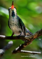 el limonero del colibri