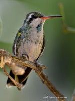 el limonero del colibri