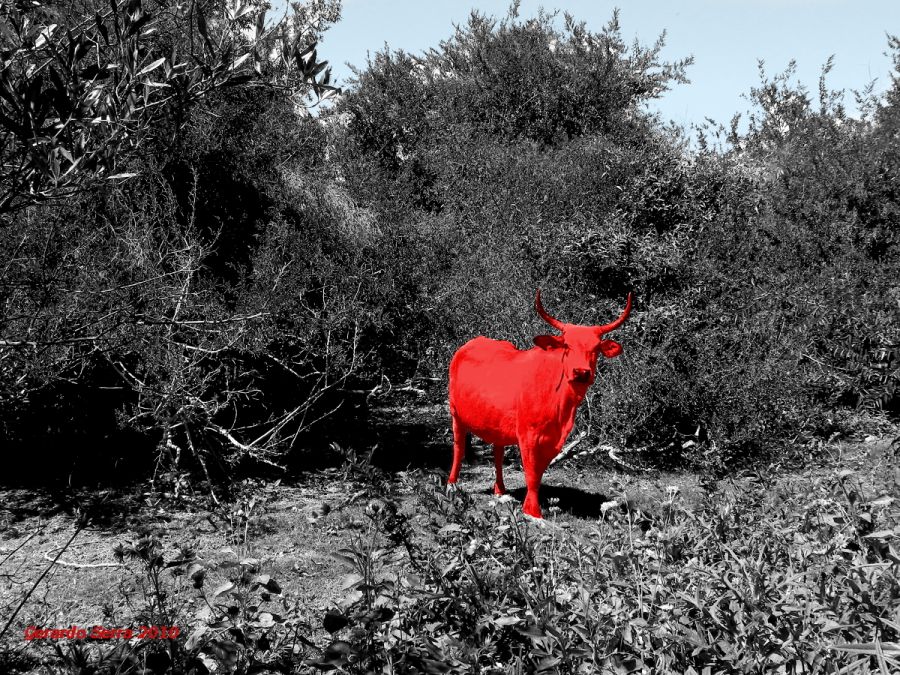 FotoRevista / Convocatoria Mensual / El Color Rojo