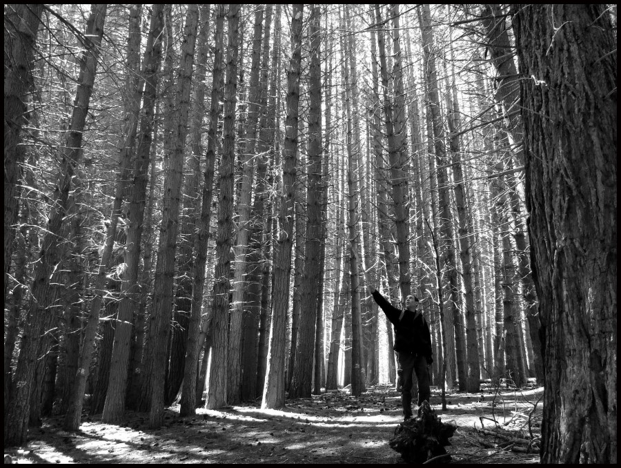 FotoRevista / Convocatoria / Alto bosque de Virginia Rapallini